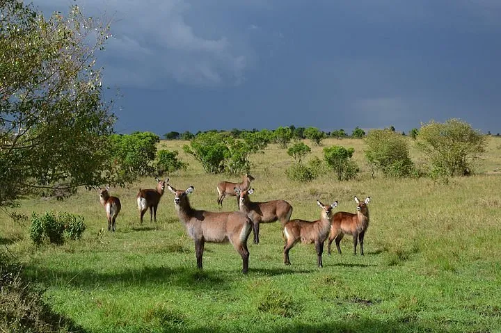 Land for Sale in Nakuru