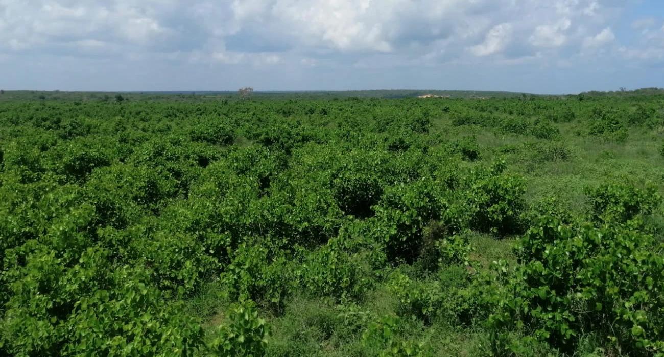 Expansive vacant land for sale in Malindi