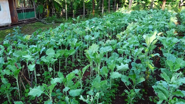 Agricultural land for sale in Muranga