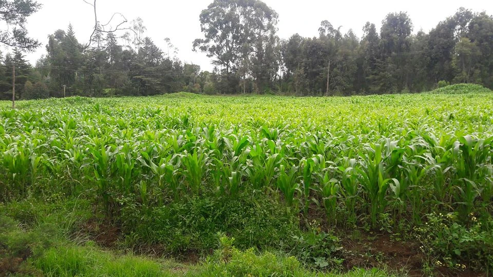 Farming in Nyandarua