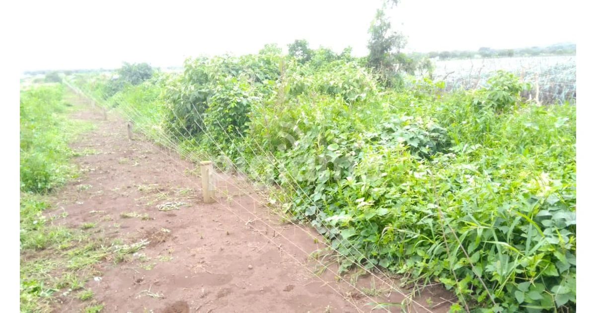 Lush green fields in Oloitokitok