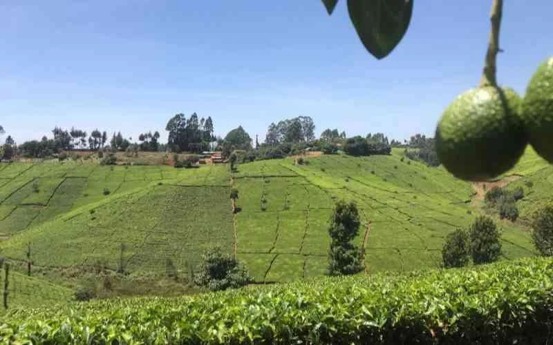 Birds Eye view of Muranga land