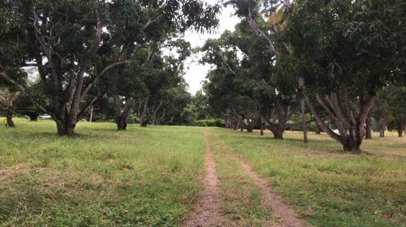 Land for sale in Malindi next to the famous Gedi Ruins