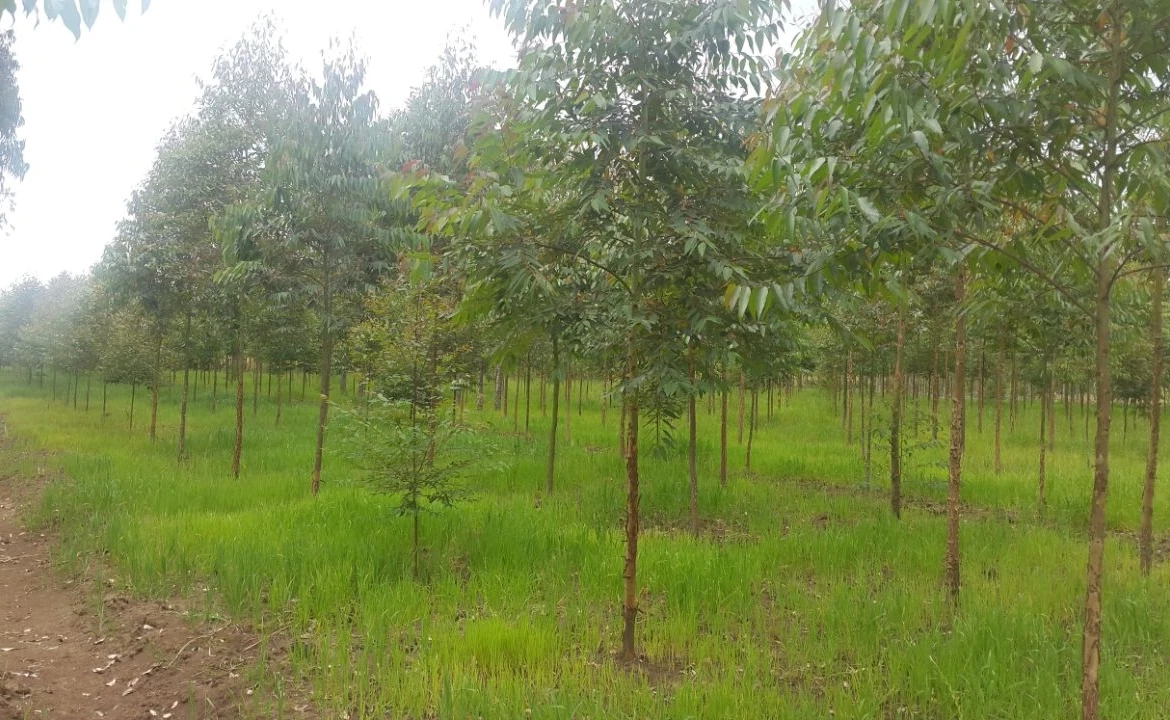 Nyandarual land for sale