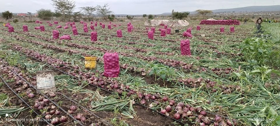 Onion farms in Loitokitok