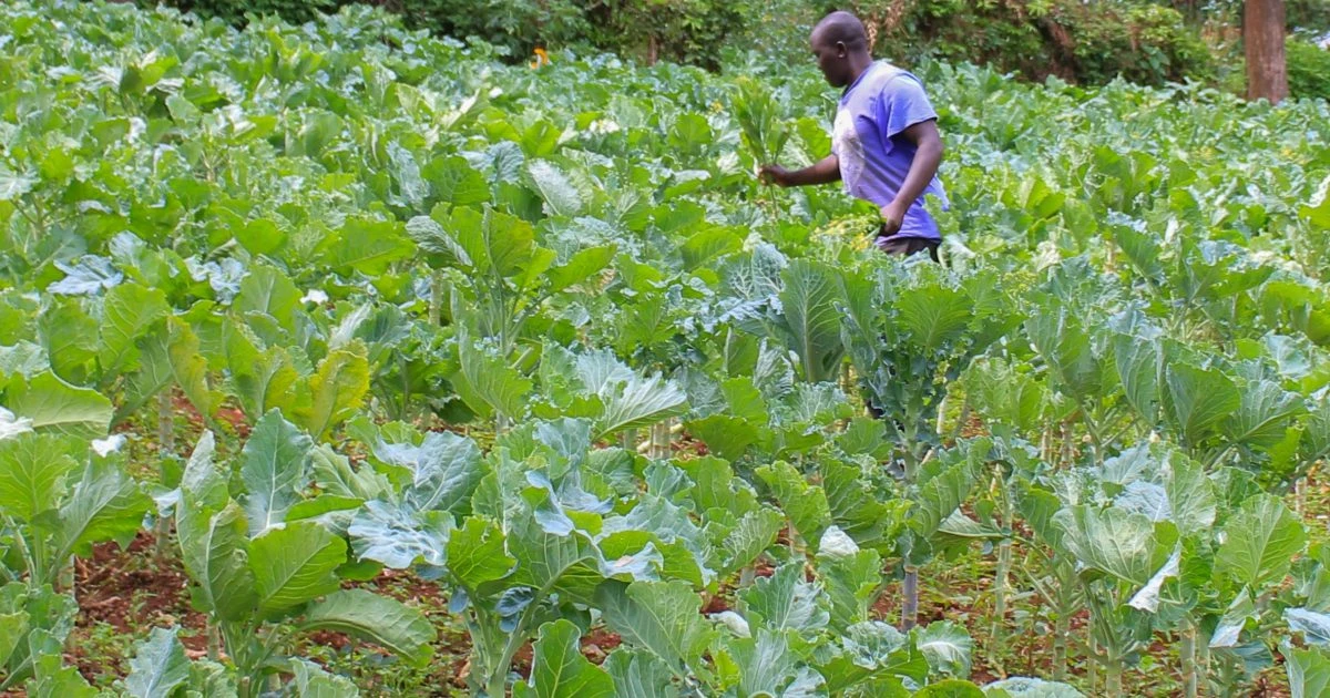 land for sale in Nyamataro