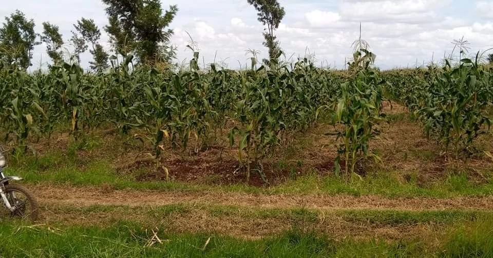 1 acre for sale in Loitokitok