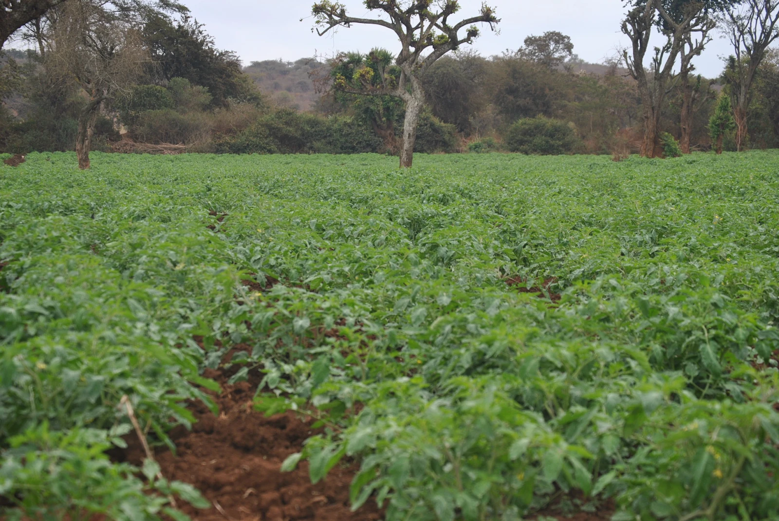 Prime farm land for sale in Loitokitok