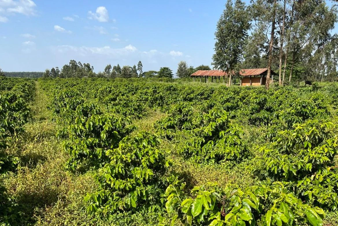 Muranga land prices