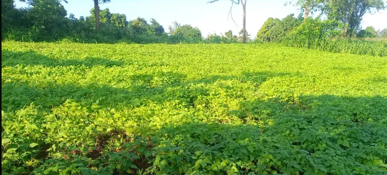Farms land for sale in Sagana