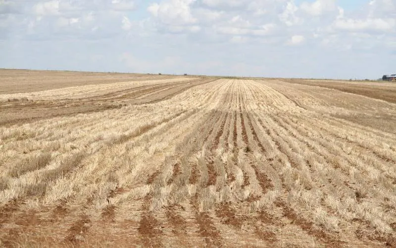 A wheat farm in Rumuruti, Laikipia County, Kenya