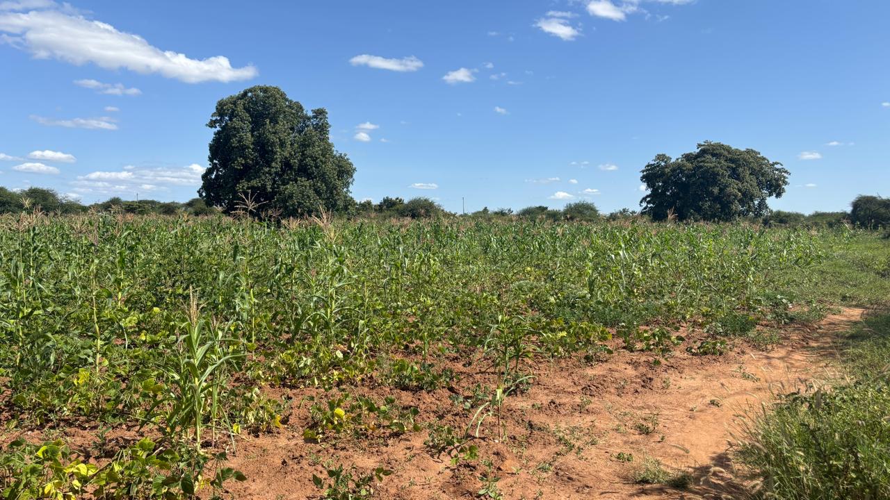 LAND FOR SALE IN MACHAKOS, MASINGA.