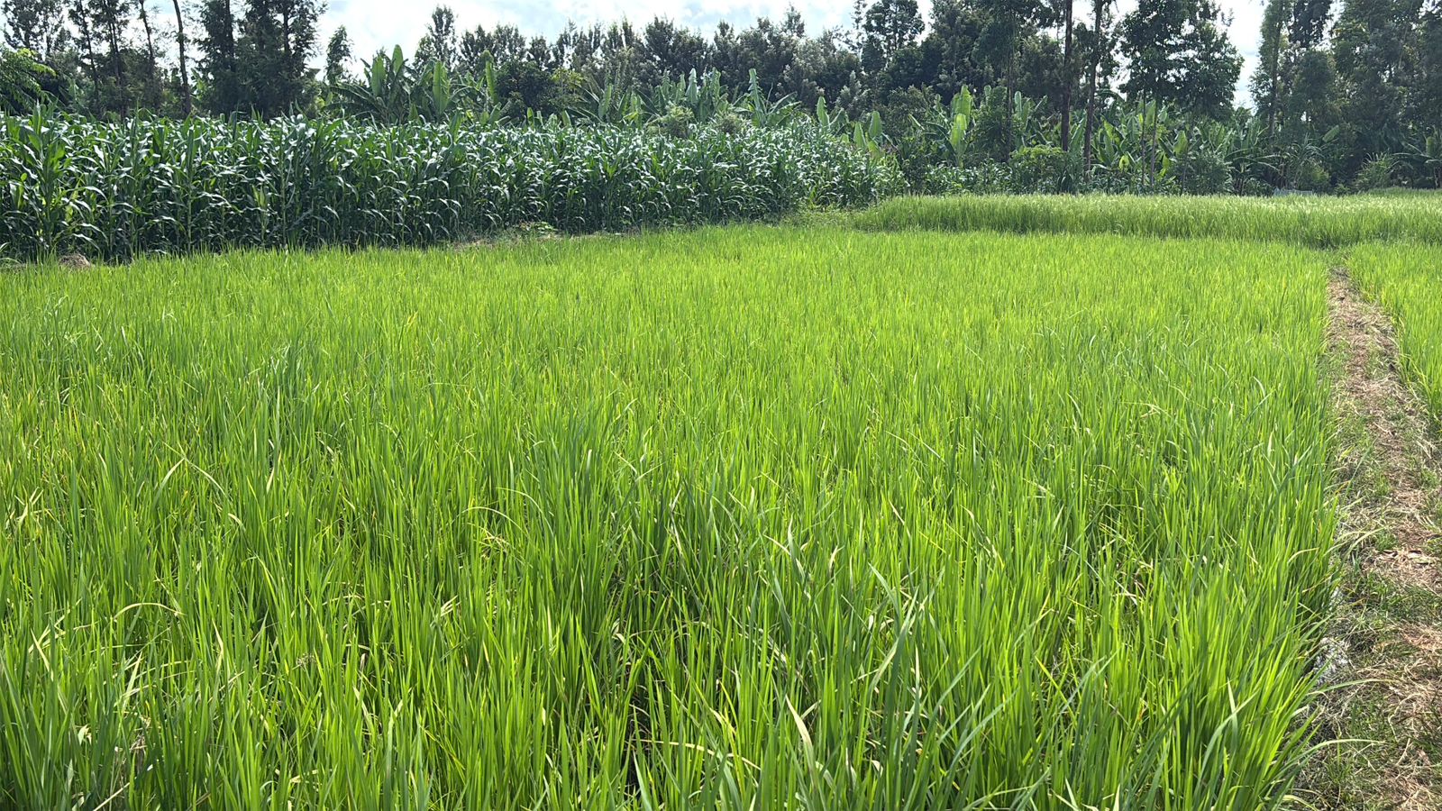 1 ACRE FOR SALE IN KIRINYAGA, KIMBIMBI.