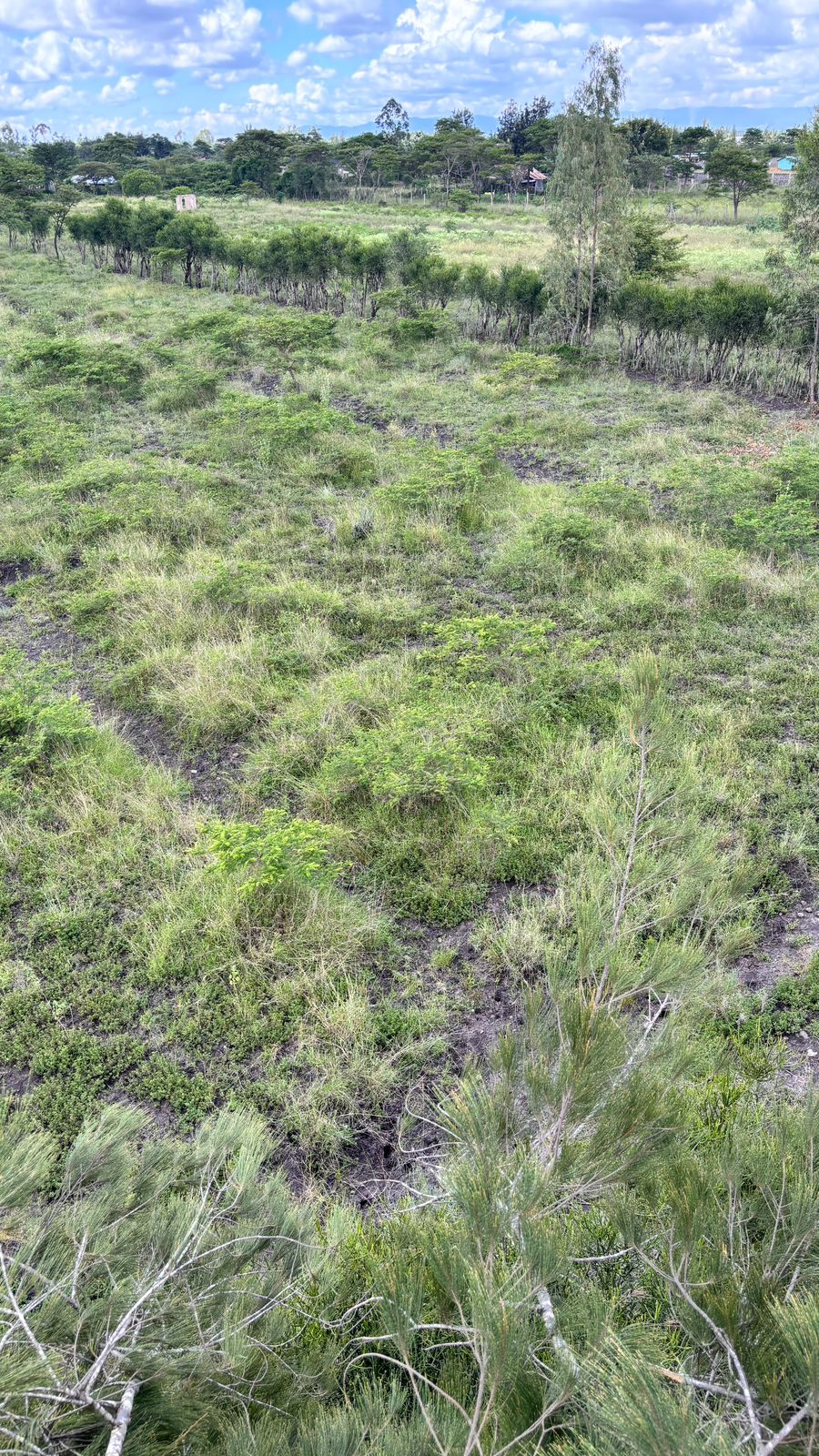 50 BY 100 PLOTS FOR SALE IN JUJA FARM.
