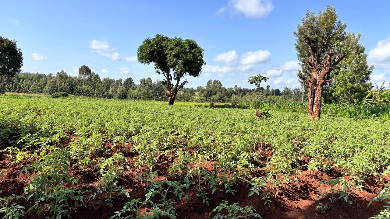 LAND FOR SALE IN KUTUS, KERUGOYA.