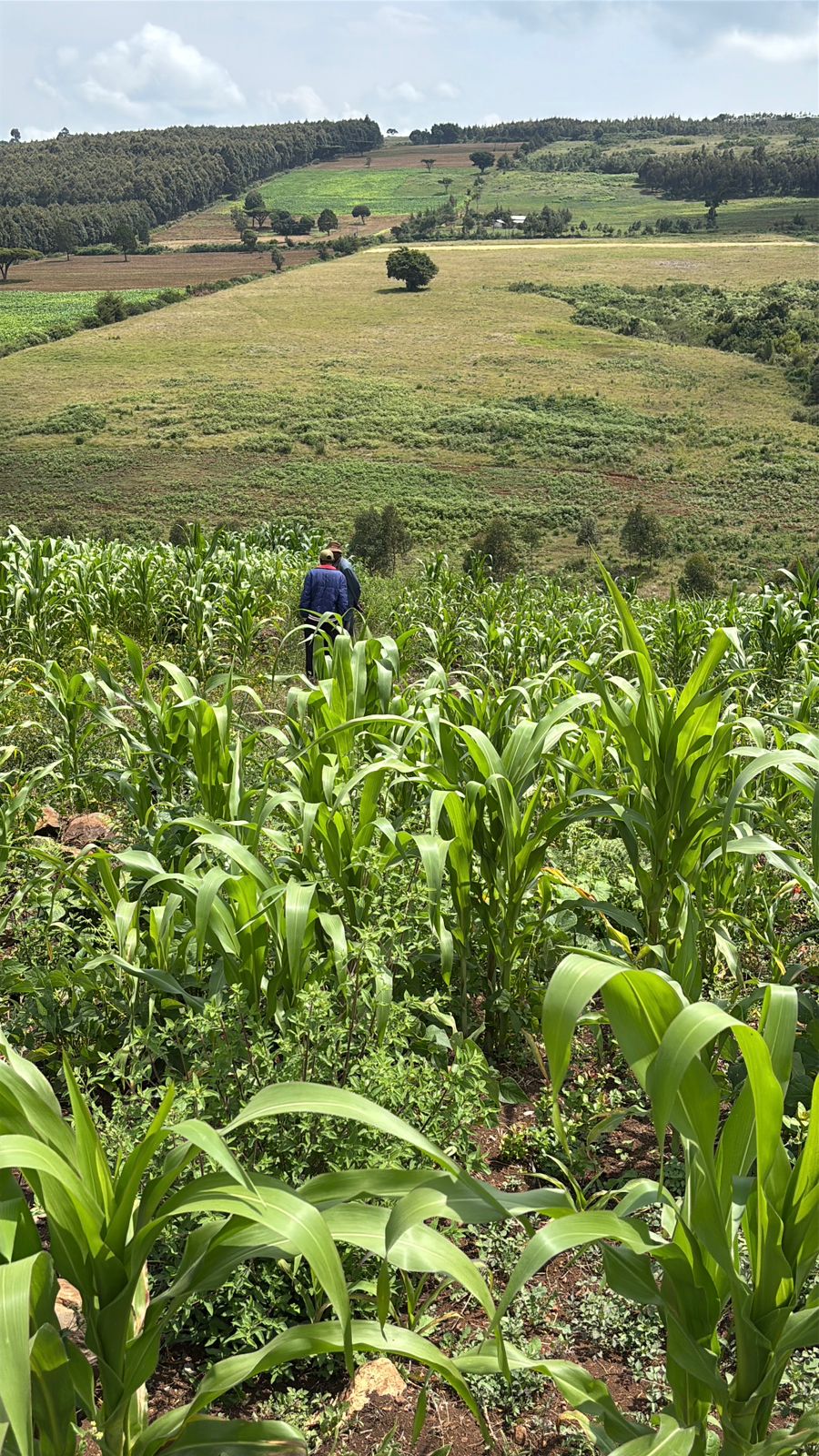 LAND FOR SALE IN NYAHURURU, IGWAMITI.
