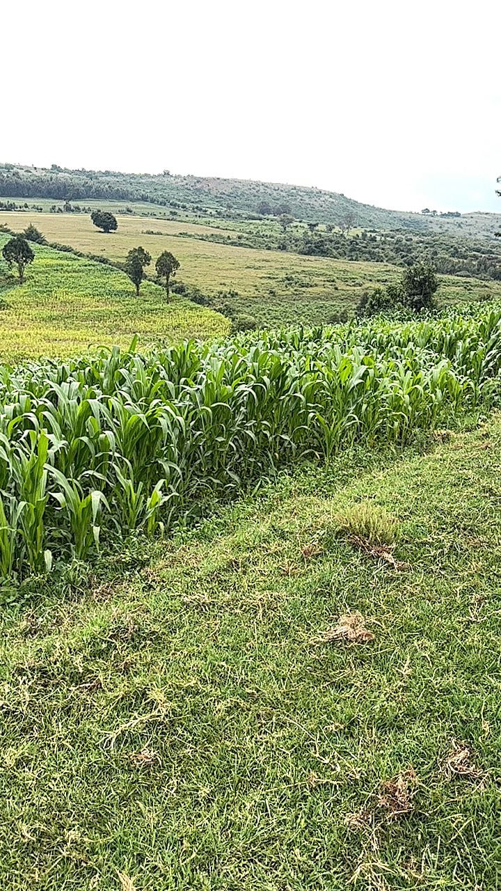 LAND FOR SALE IN NYAHURURU, IGWAMITI.