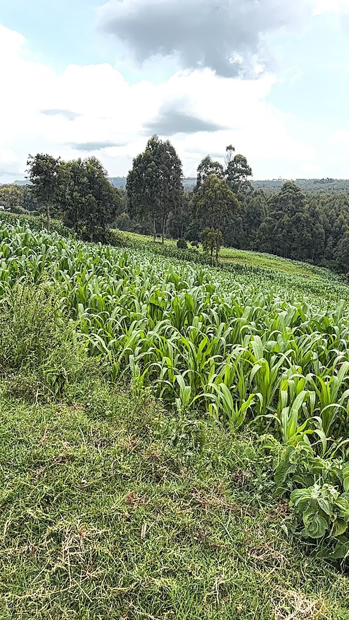 LAND FOR SALE IN NYAHURURU, IGWAMITI.
