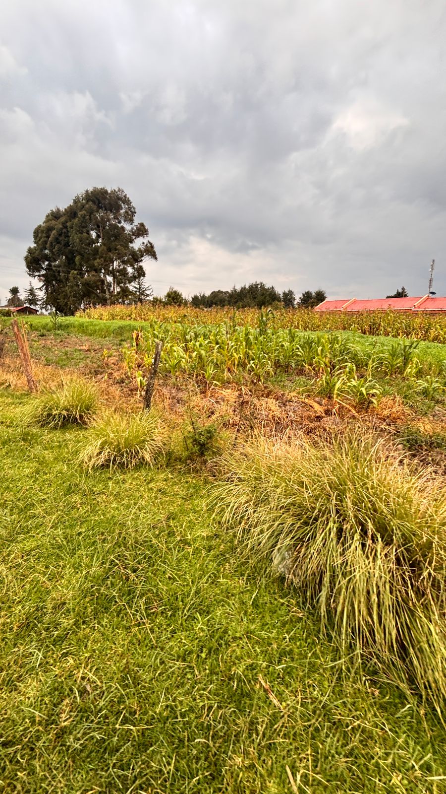 1/2 ACRE FOR SALE IN NYANDARU, ENGINEER TOWN.