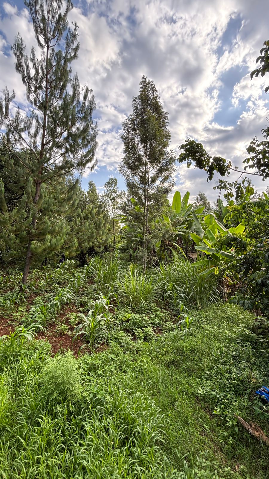QUARTER ACRE FOR SALE IN KIRINYAGA, KIRUGOYA.