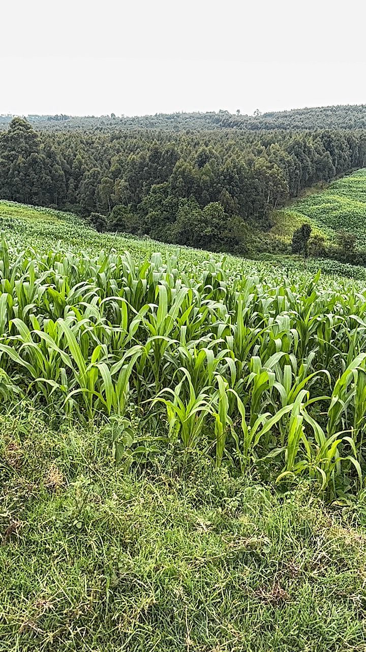 LAND FOR SALE IN NYAHURURU, IGWAMITI.