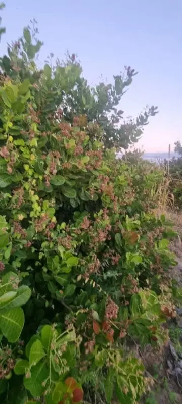 Land for sale in Muranga