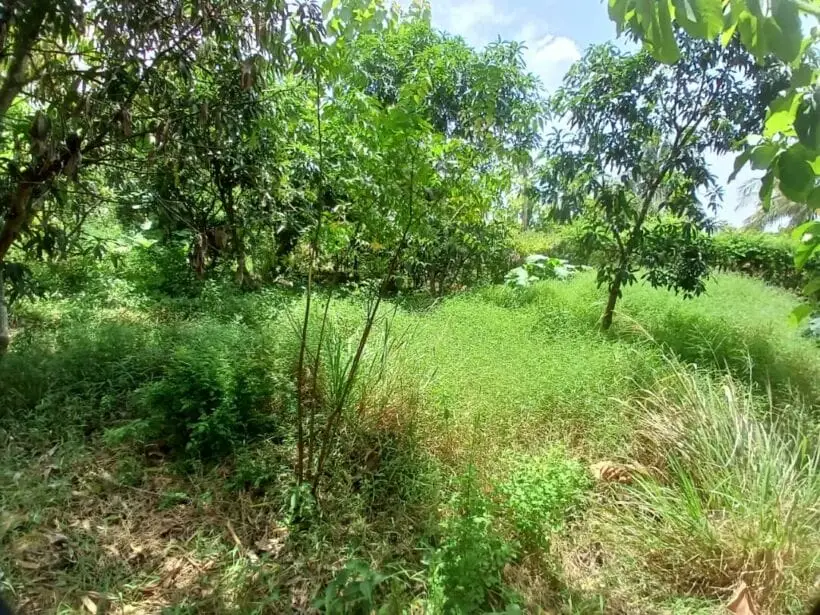 Plot for sale in Murunga