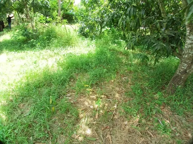 Plot for sale in Murunga