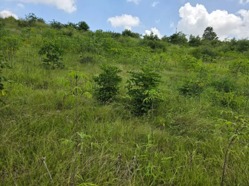 PLOT FOR SALE IN MALINDI