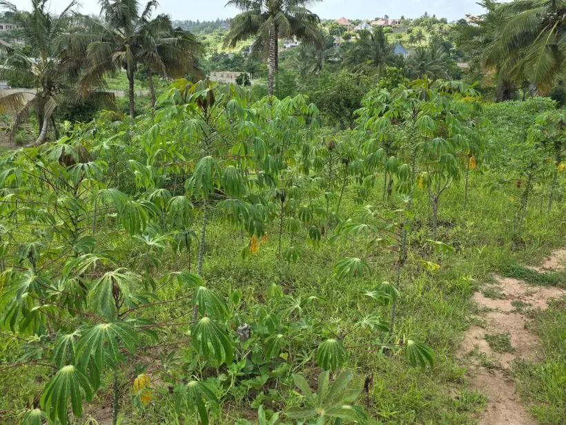 PLOT FOR SALE IN MALINDI