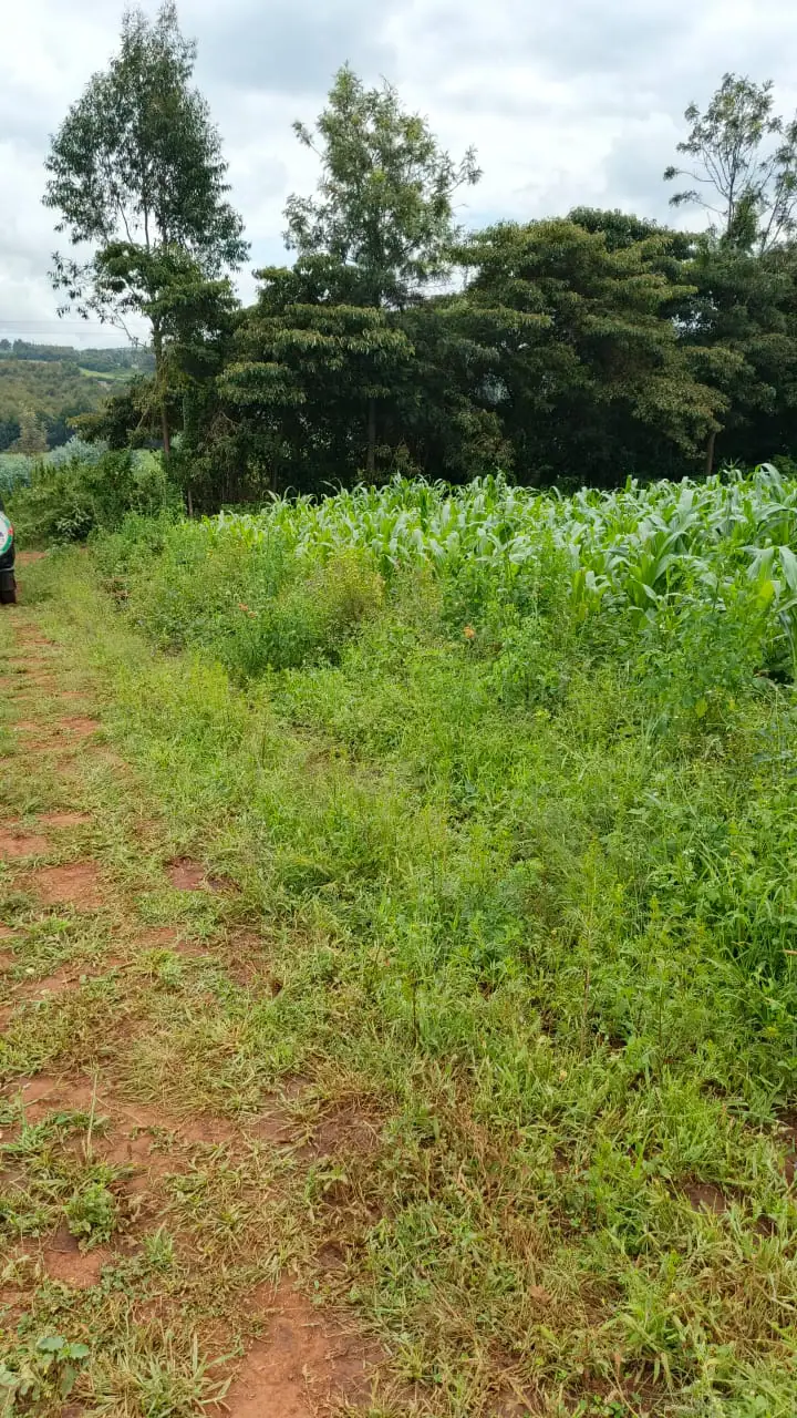 Plots for Sale in Kikuyu, Thigio.