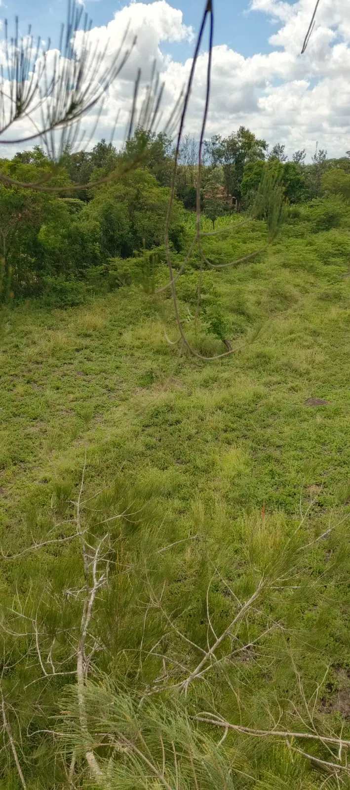 Plots for Sale in Juja farm , Kalimoni.