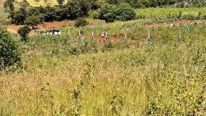 50 BY 100 PLOTS FOR SALE IN KIKUYU, THIGIO