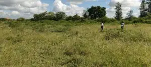 50 BY 100 PLOTS FOR SALE IN KIAMBU, JUJA.