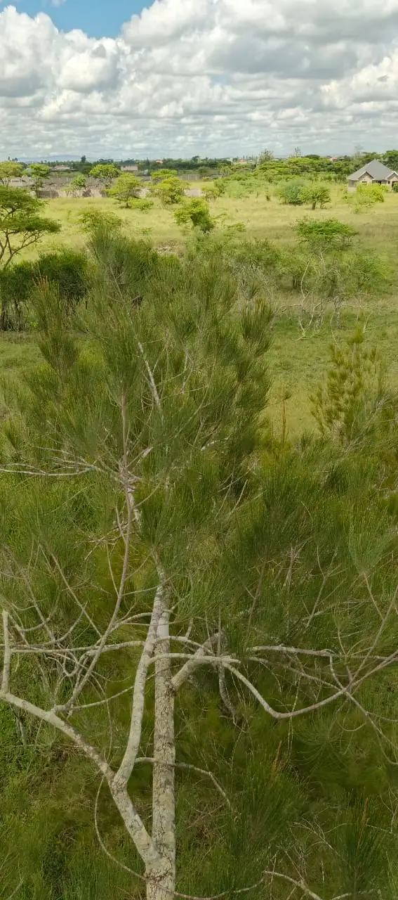 50 BY 100 PLOTS FOR SALE IN JUJA FARM.