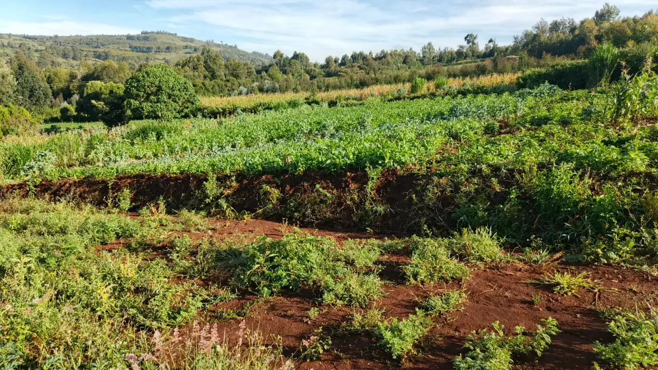 50 BY 100 PLOTS FOR SALE IN KIKUYU, THIGIO