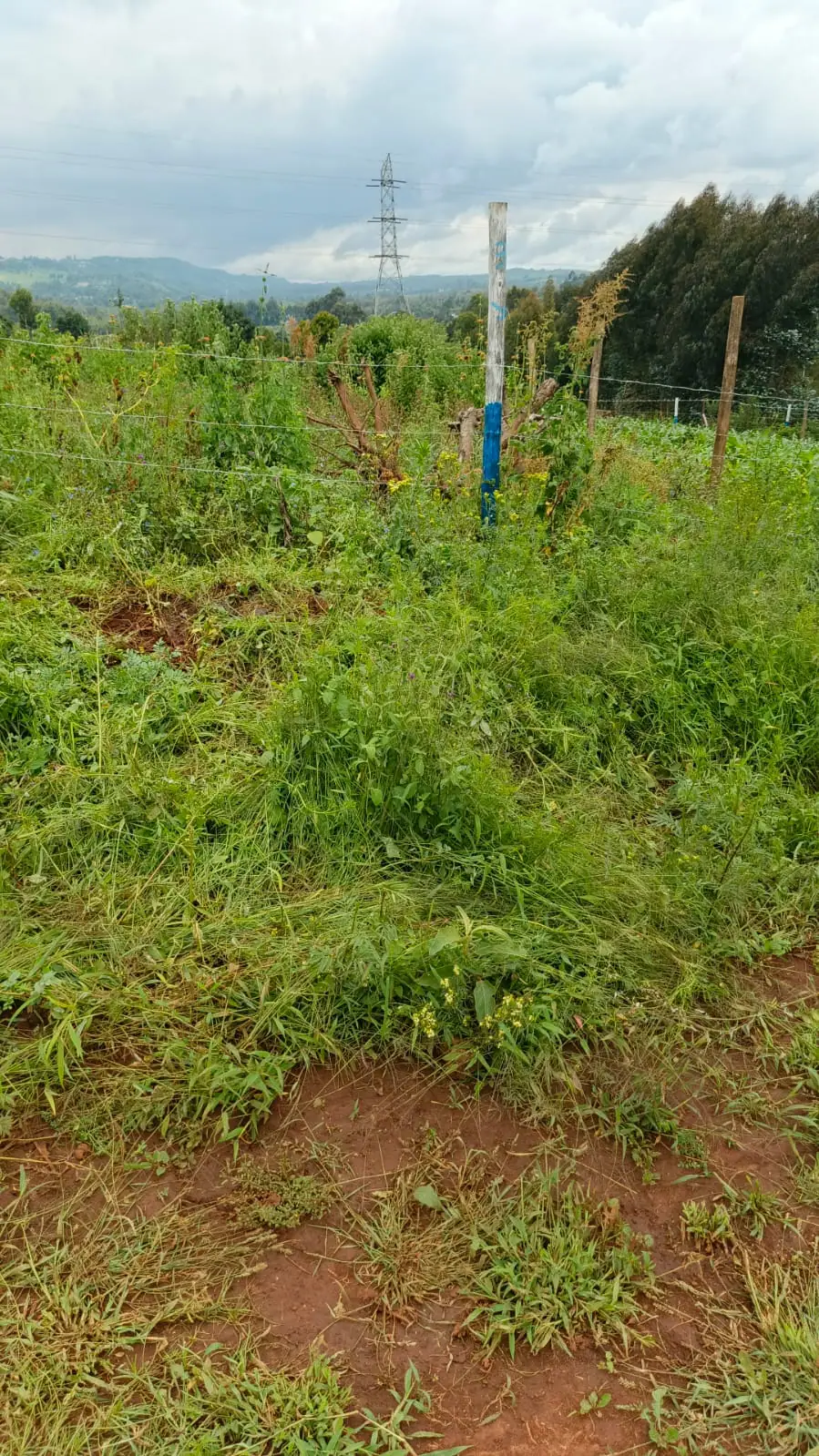 PLOTS FOR SALE IN KIKUYU, THIGIO