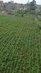 40 BY 60 PLOTS FOR SALE IN JUJA GWA KAIRU.