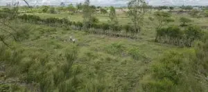 50 BY 100 PLOTS FOR SALE IN JUJA FARM.