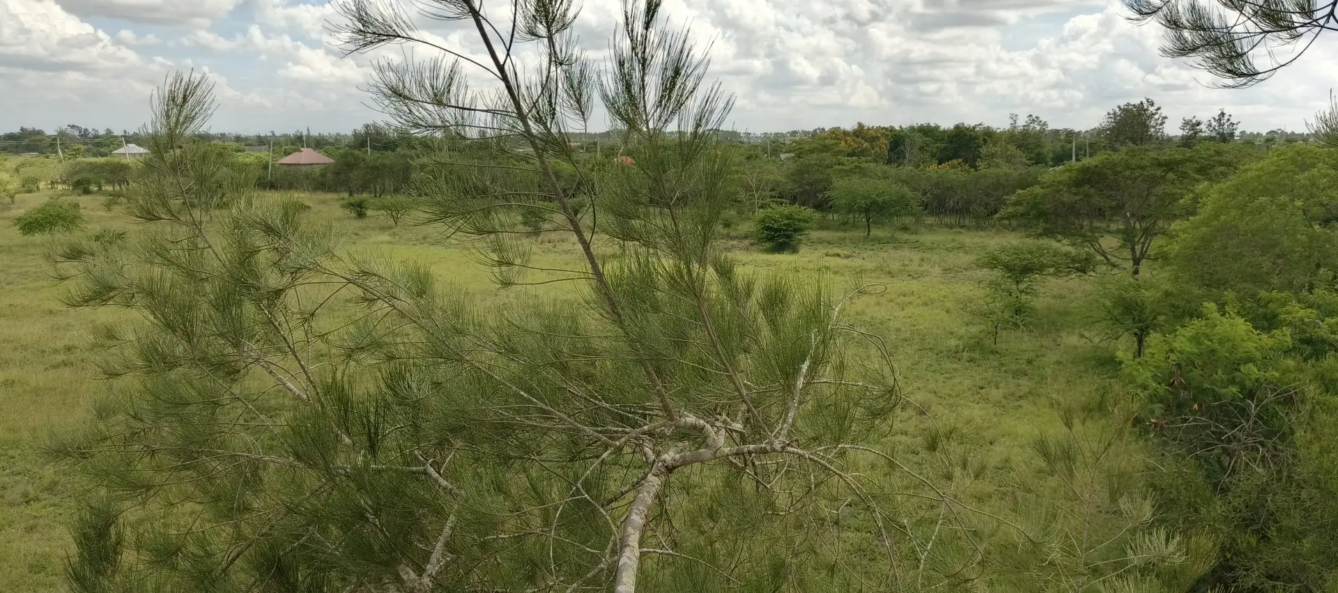 50 BY 100 PLOTS FOR SALE IN JUJA FARM.