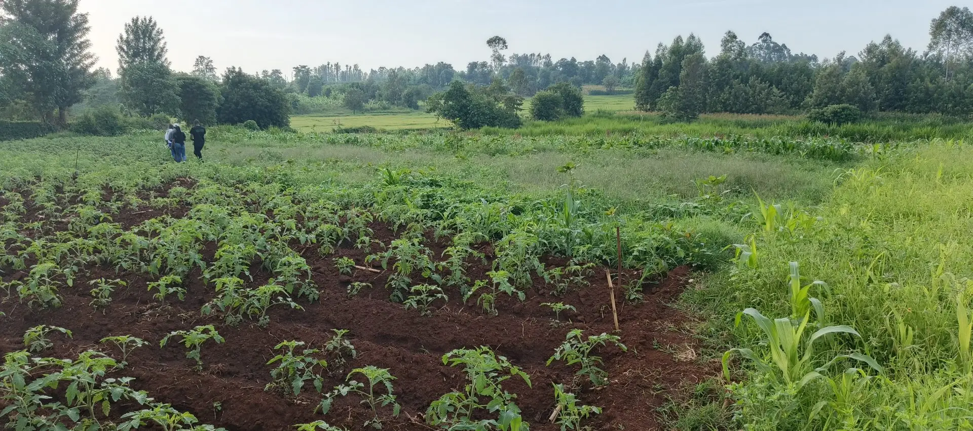 LAND FOR SALE IN KUTUS, KERUGOYA.