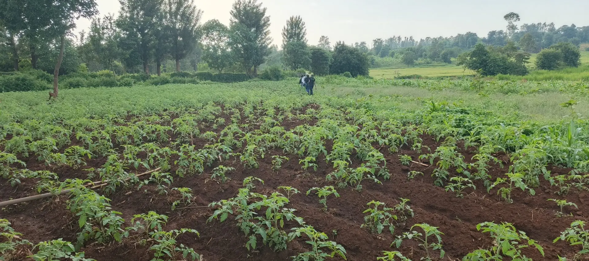 LAND FOR SALE IN KUTUS, KERUGOYA.