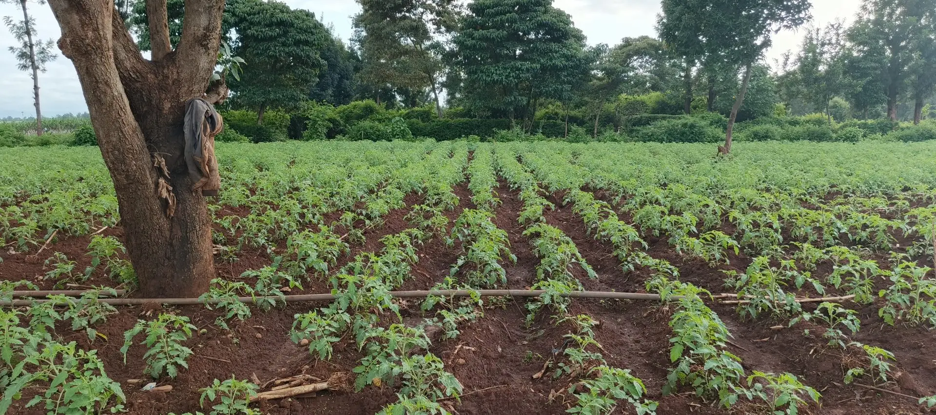 LAND FOR SALE IN KUTUS, KERUGOYA.