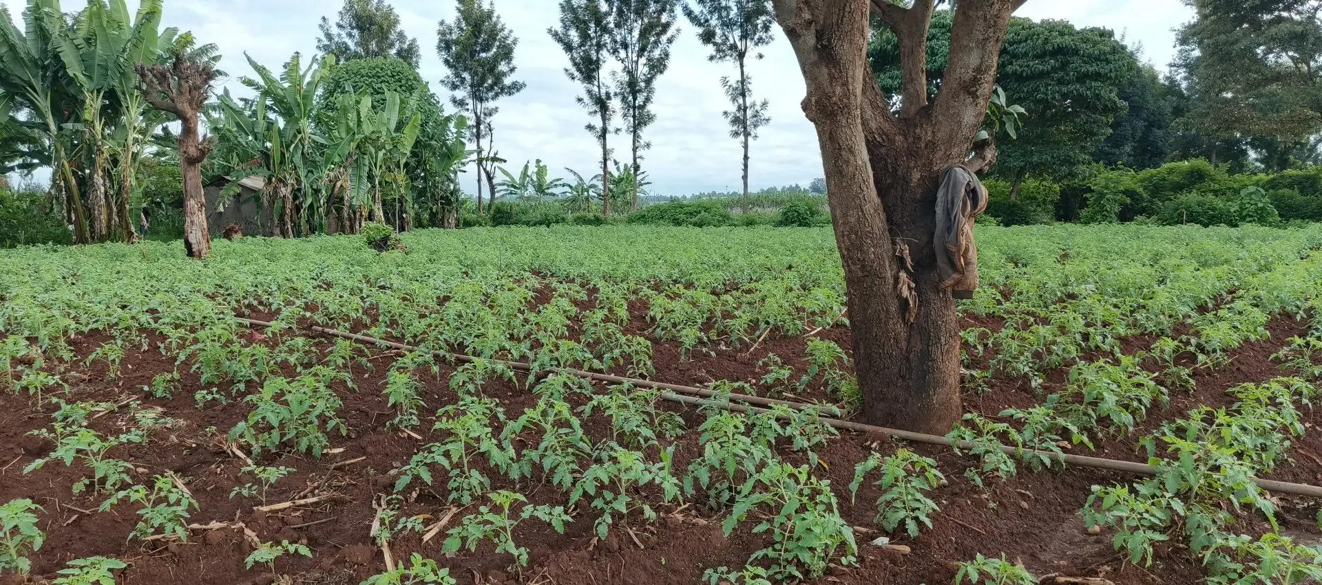 LAND FOR SALE IN KUTUS, KERUGOYA.