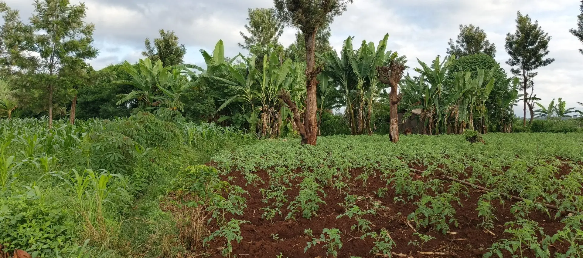 LAND FOR SALE IN KUTUS, KERUGOYA.