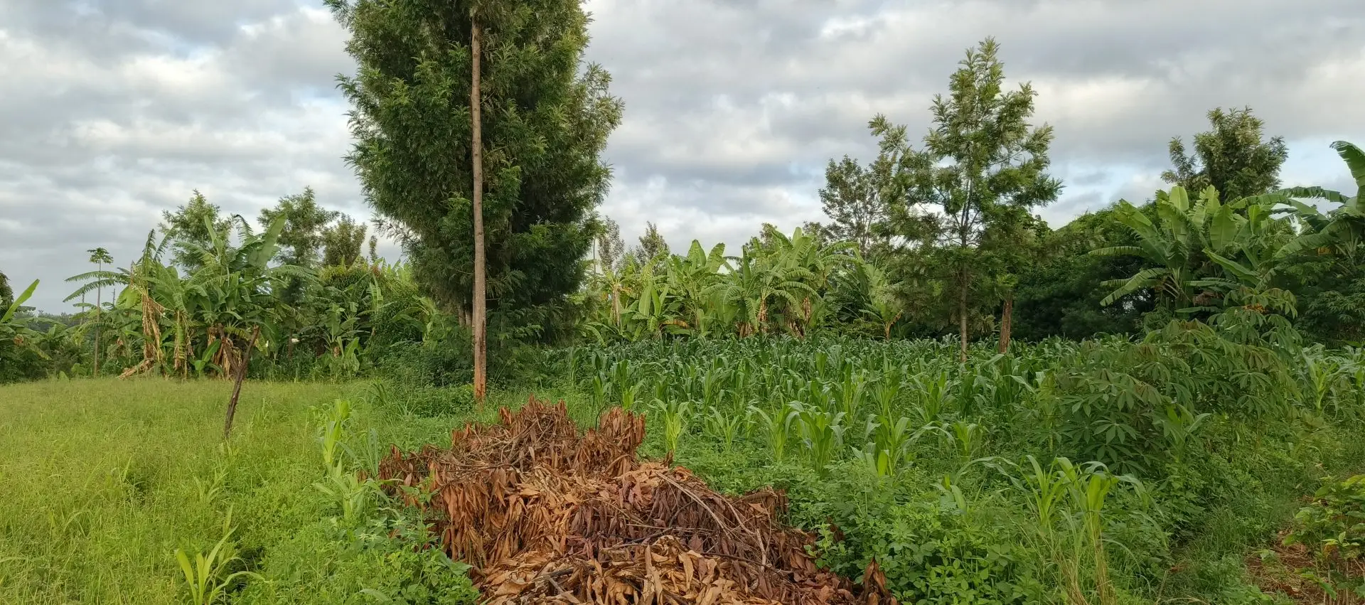 LAND FOR SALE IN KUTUS, KERUGOYA.