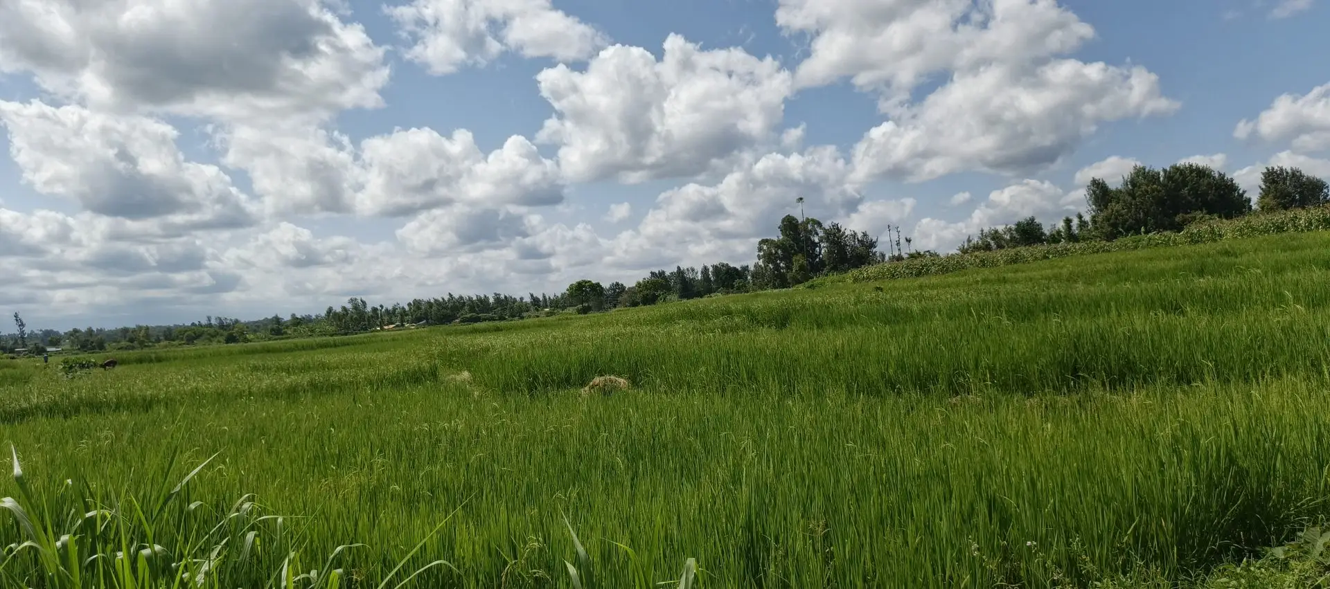 1 ACRES FOR SALE IN KIMBIMBI, KERUGOYA.