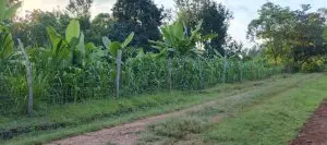 QUARTER ACRE FOR SALE IN KERUGOYA.