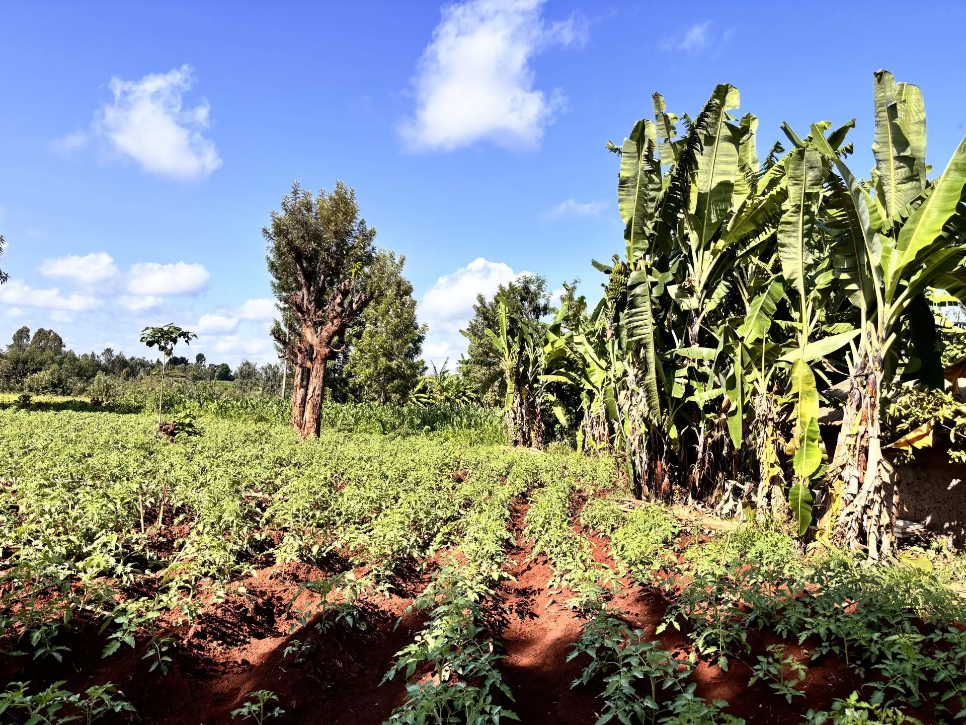 Land for Sale in Kutus, Kerugoya.