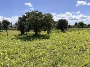 1 ACRES FOR SALE IN KUTUS, KERUGOYA.
